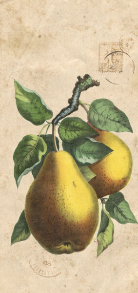 Fall Wallpapers for iPhone - vintage pears