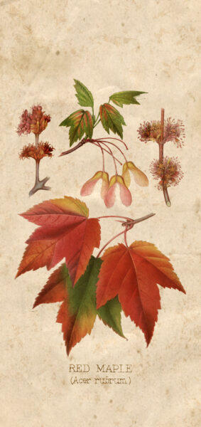 Fall Wallpapers for iPhone - vintage maple leaves