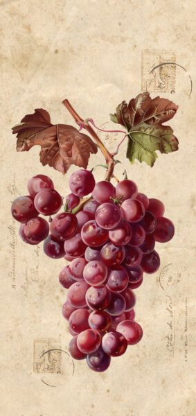 Fall Wallpapers for iPhone - vintage purple grapes