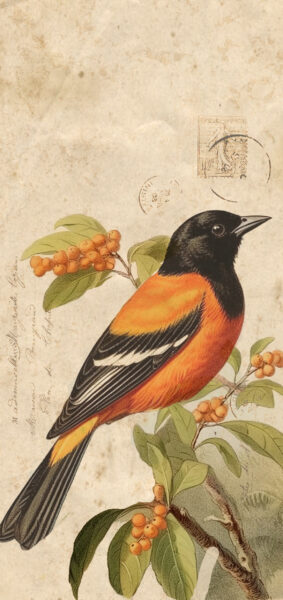 Fall Wallpapers for iPhone - vintage orange bird