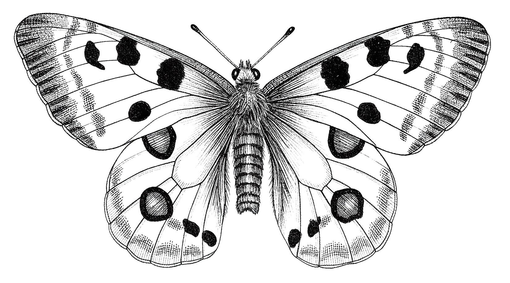 Moth Illustration