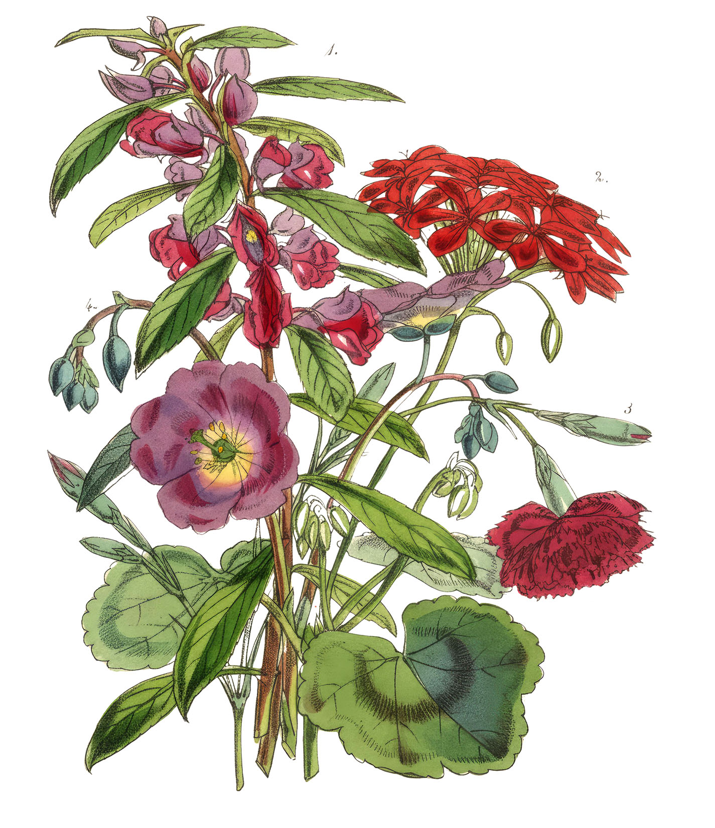 Botanical Imapatiens