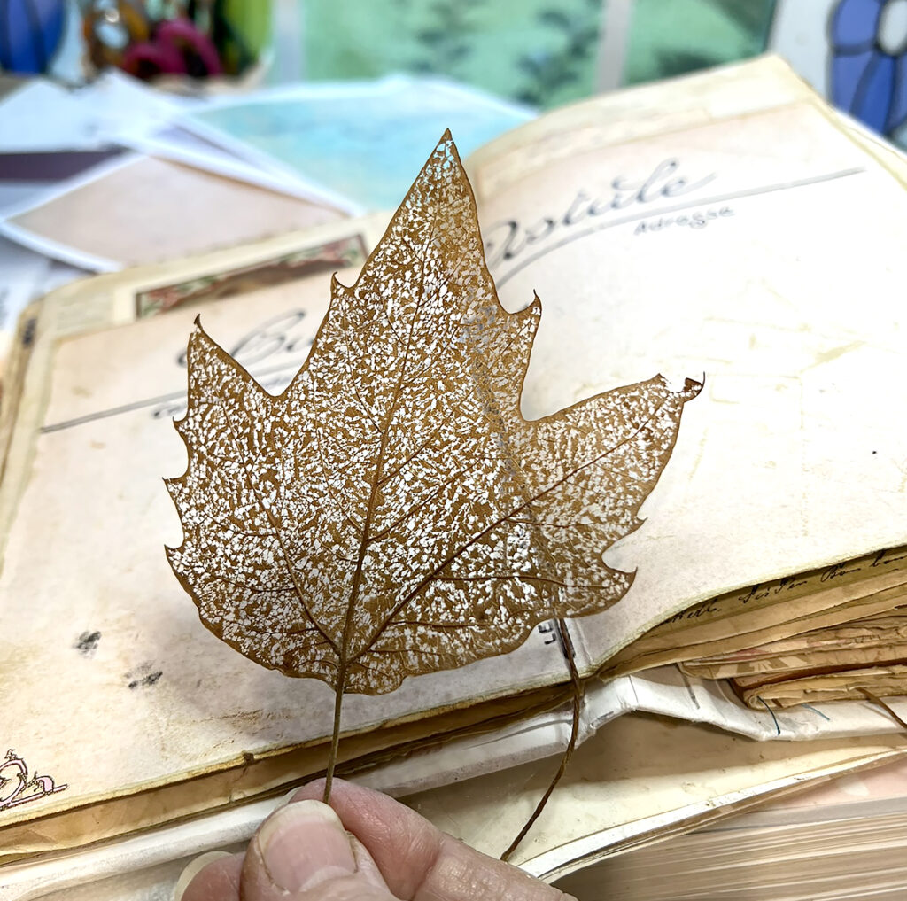 A pressed skeleton leaf