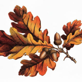Oak Leaves Fall