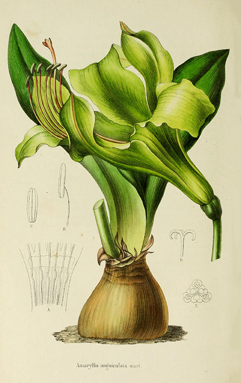 Green Amaryllis