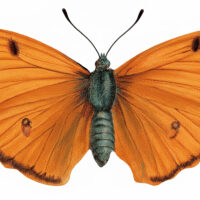 Orange Moth