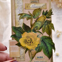 vintage botanical cotton plant tag