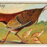 Wild Turkey Images