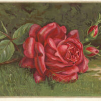 Red Rose on Grass