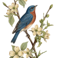 Bluebird Dogwood Image