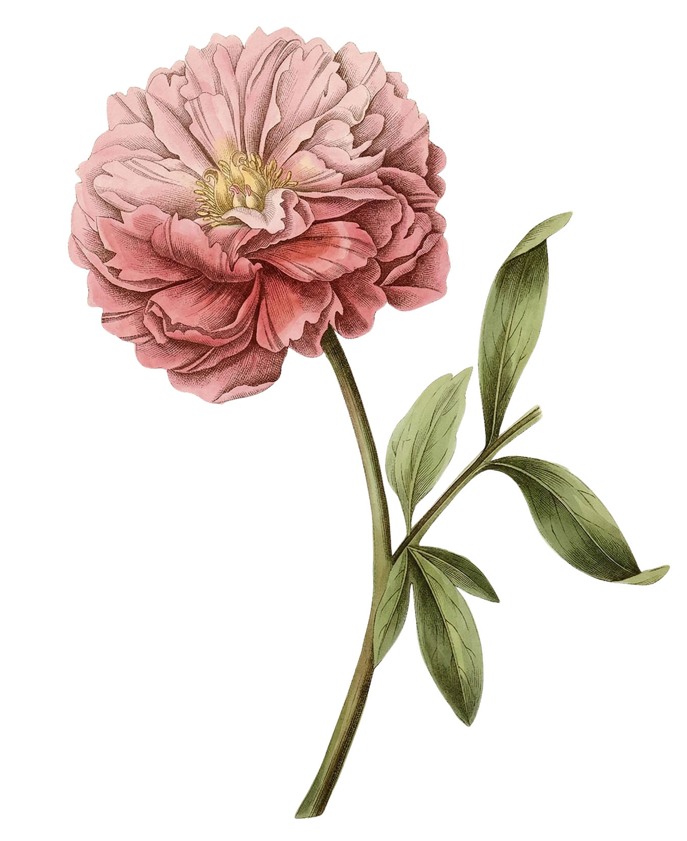 Light Pink Peony Flower