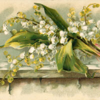 Lily of the Valley Image