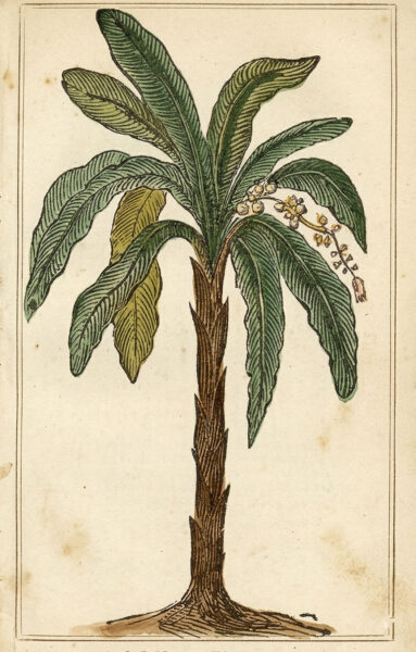 Banana Palm