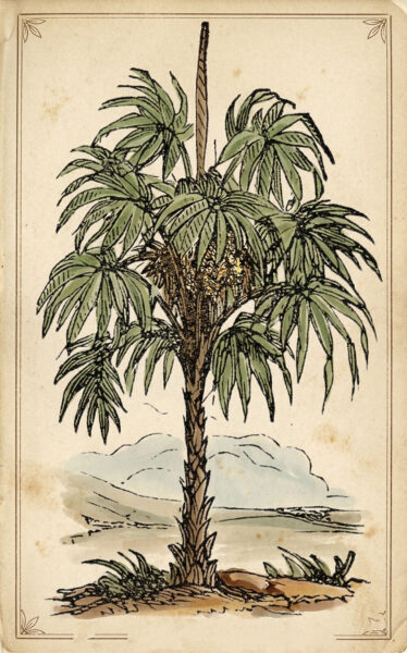 Palm Tree