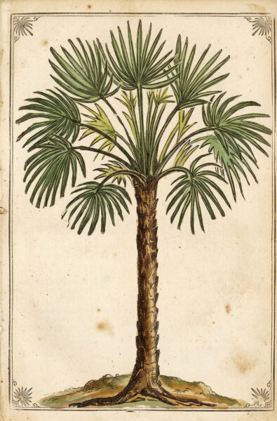 Palm Tree