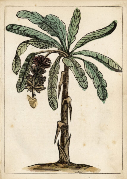 Plantain Palm