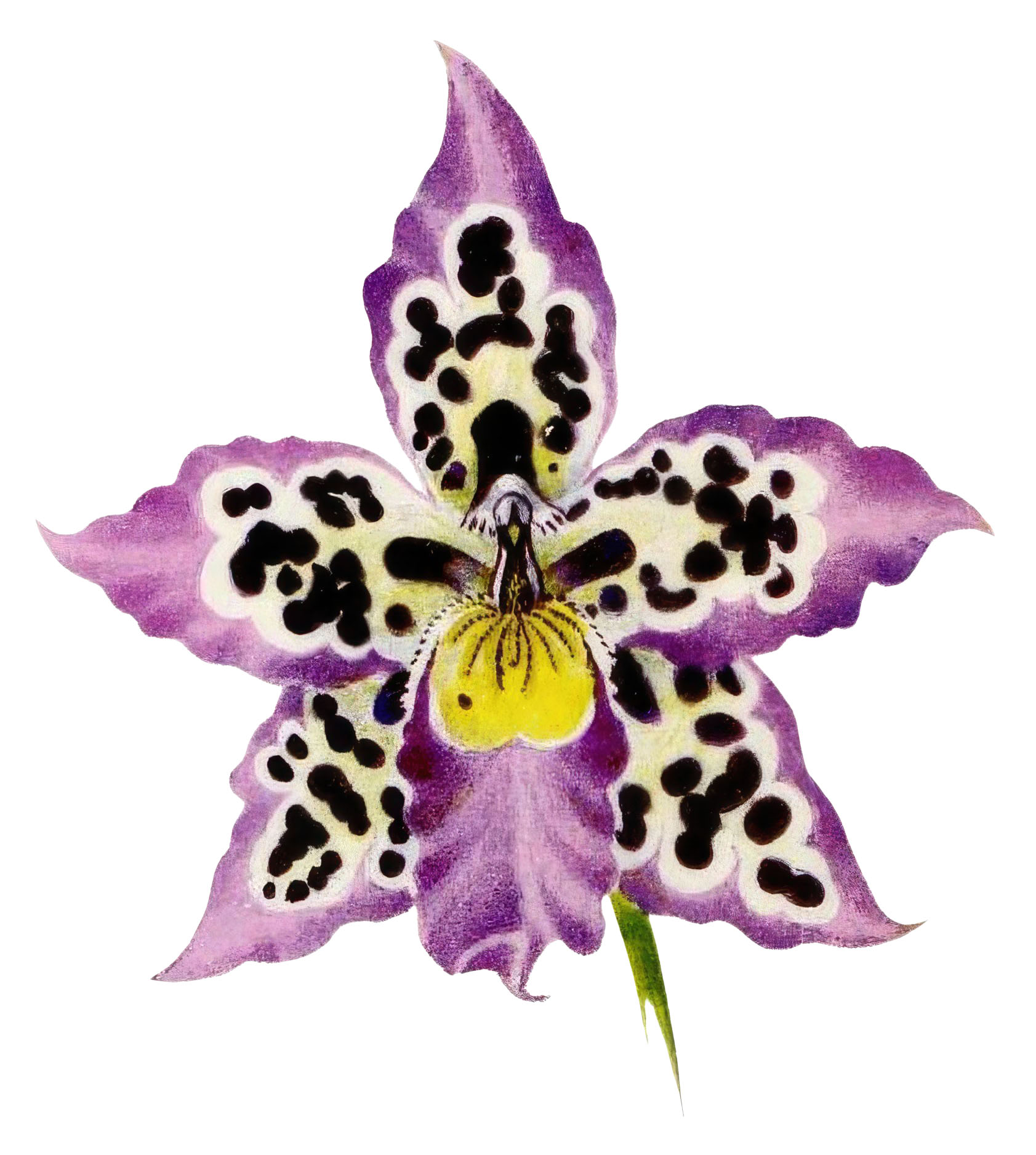 Purple Spotted Orchid