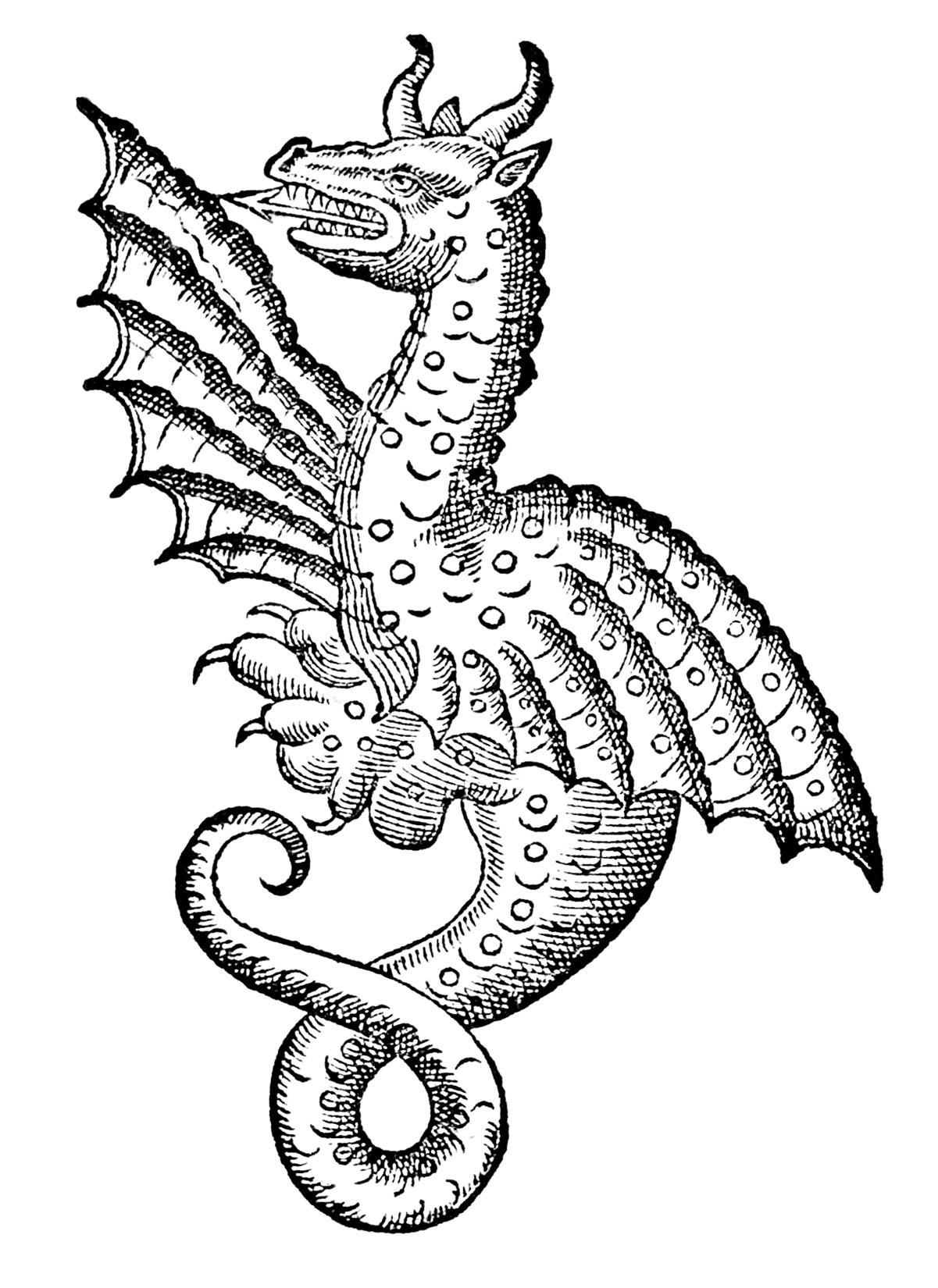 Arrow Mouth Dragon