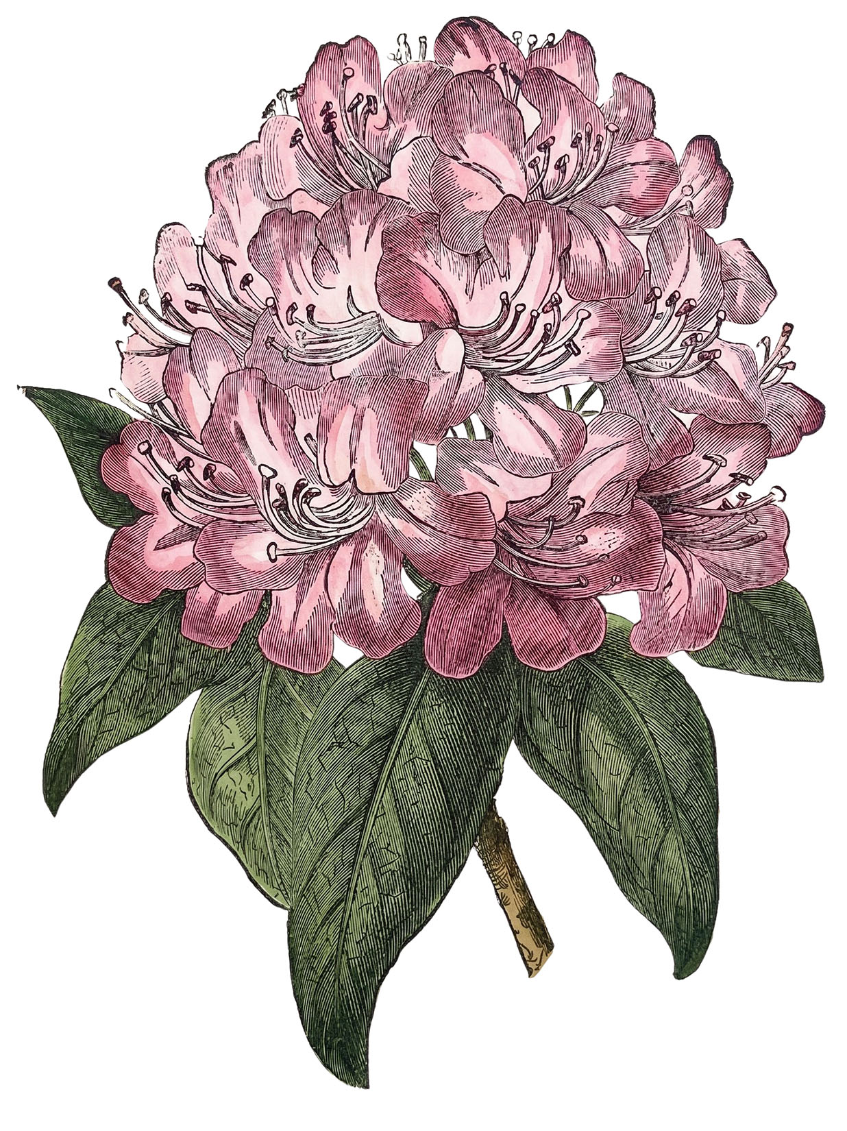 Pink Rhododendron