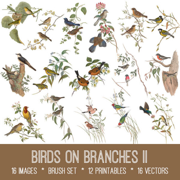 Birds on Branches II Graphics
