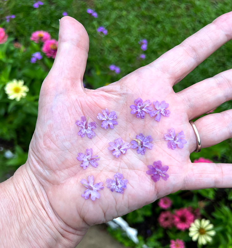 flowers from garden