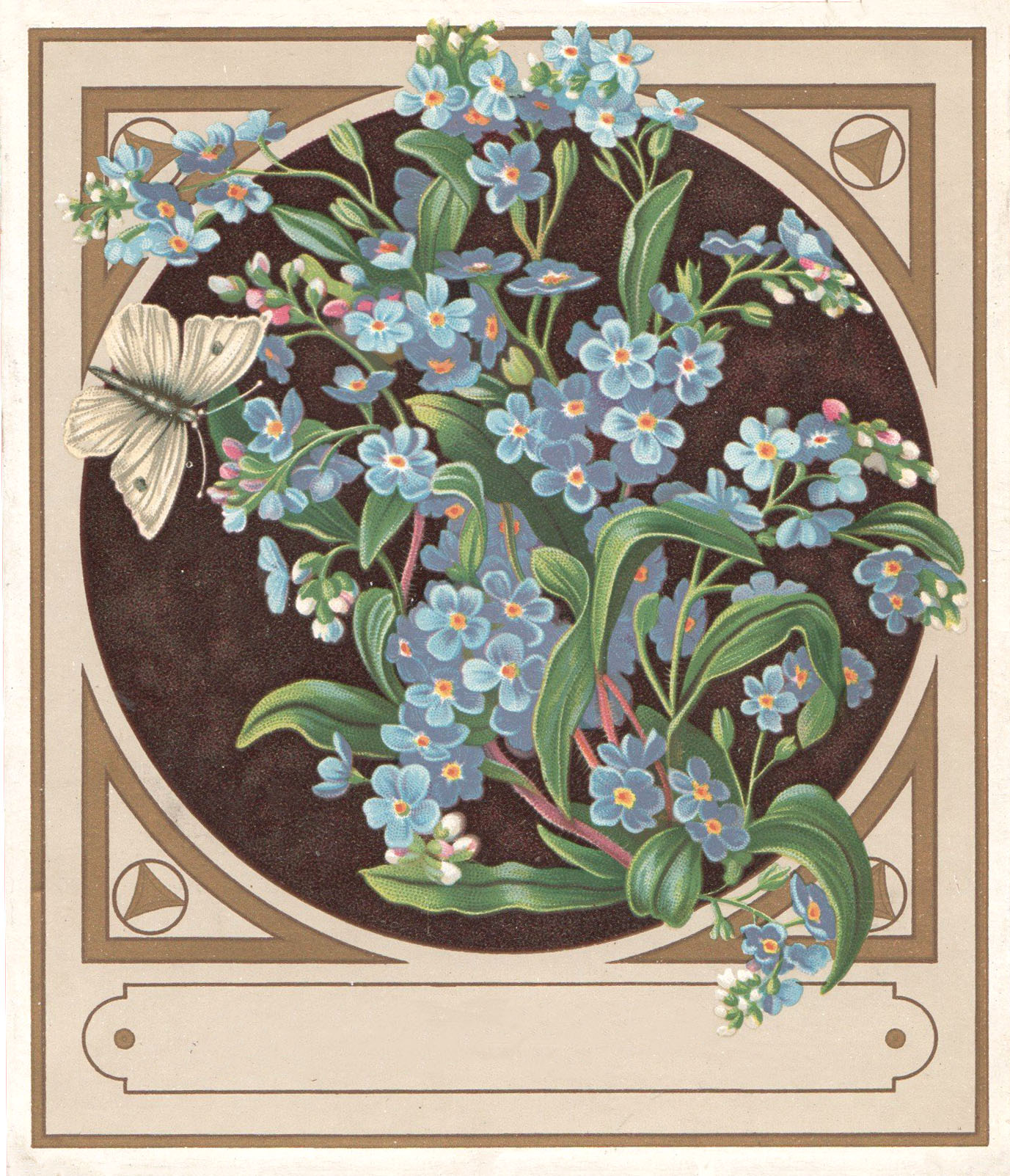 Forget me Not Butterfly