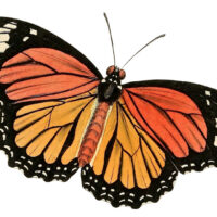 Orange and Yellow Butterfly