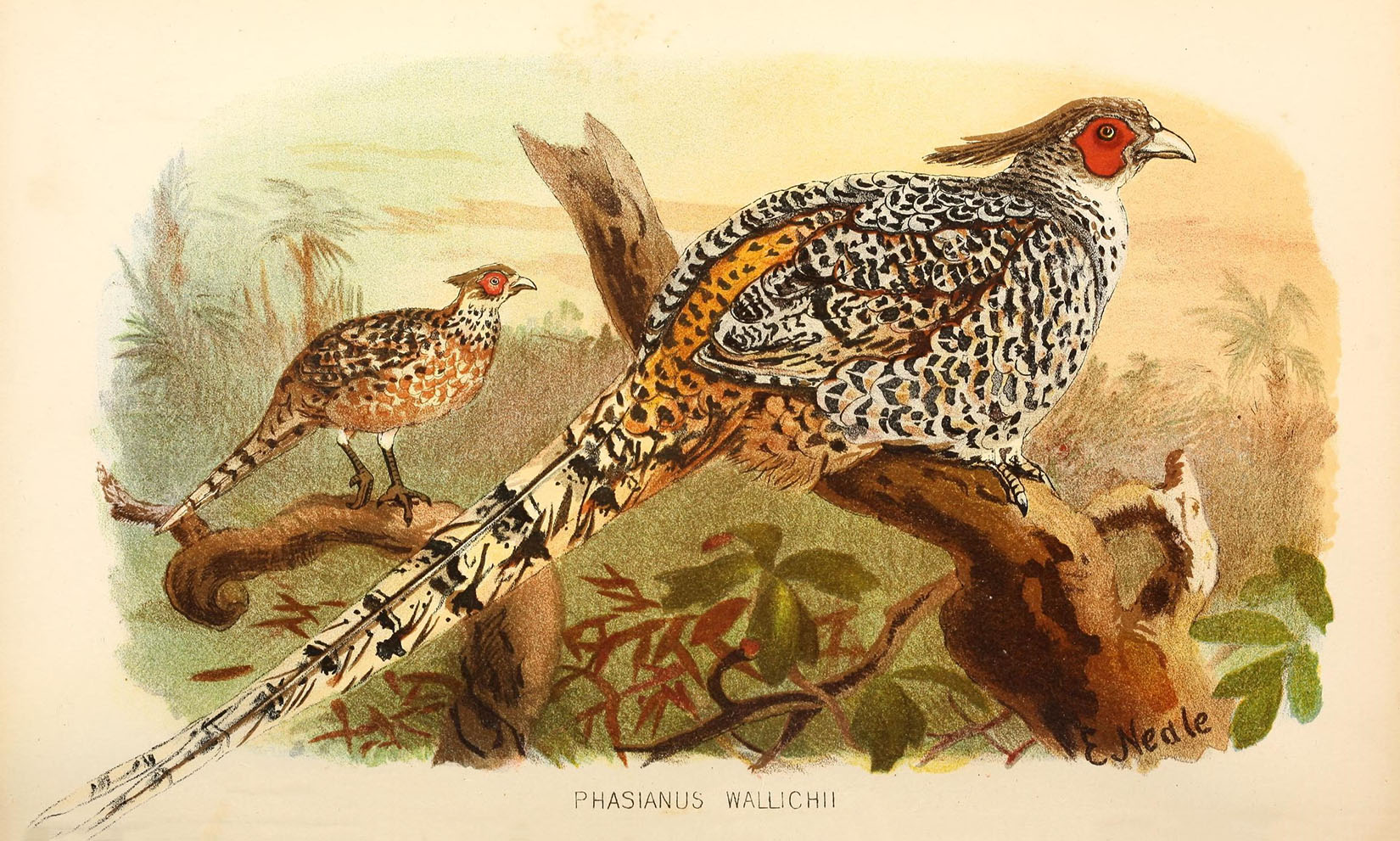 Speckled Pheasants
