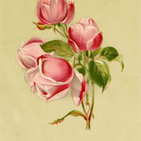 Pink Roses Card
