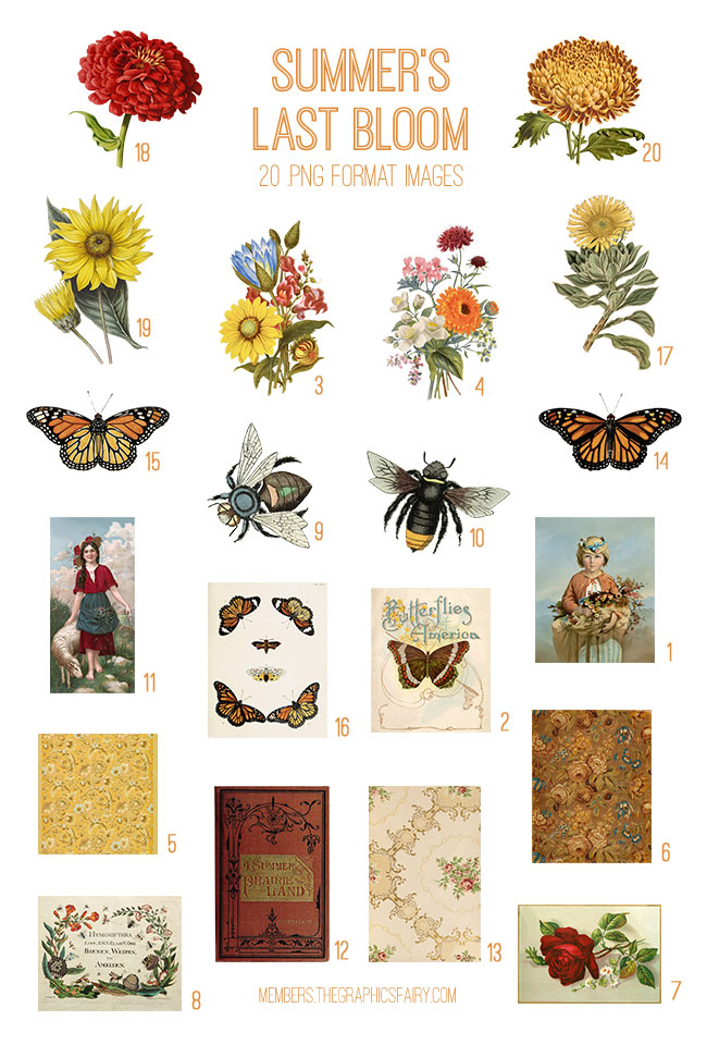 Summer's Last Bloom Images
