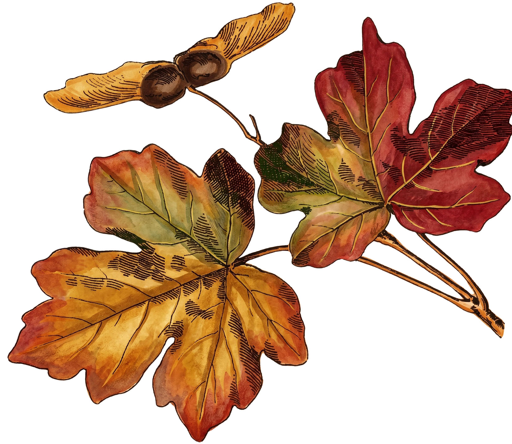 Autumn Maple Leaves