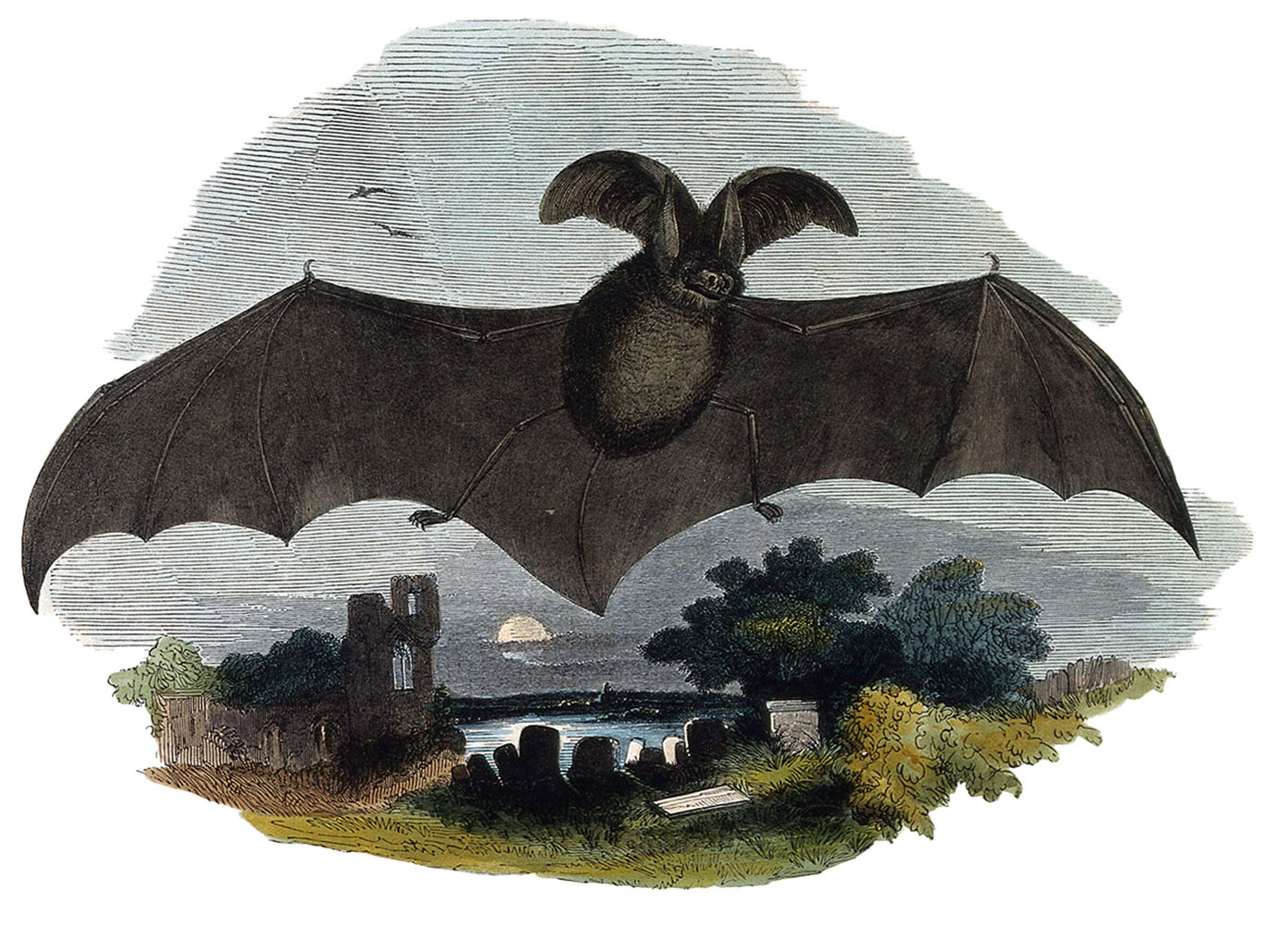 Long Eared Bat