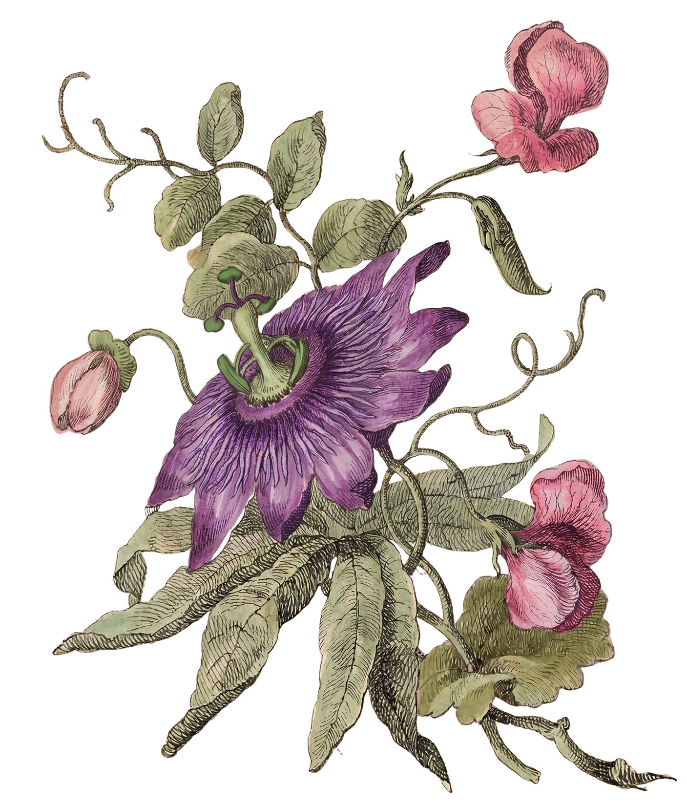 Passionflower with Sweet pea
