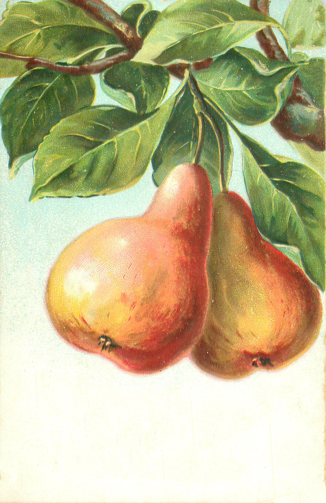 Pears Postcard