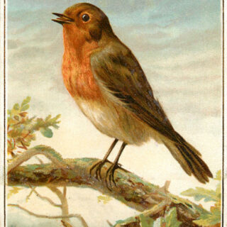 Robin on Branch