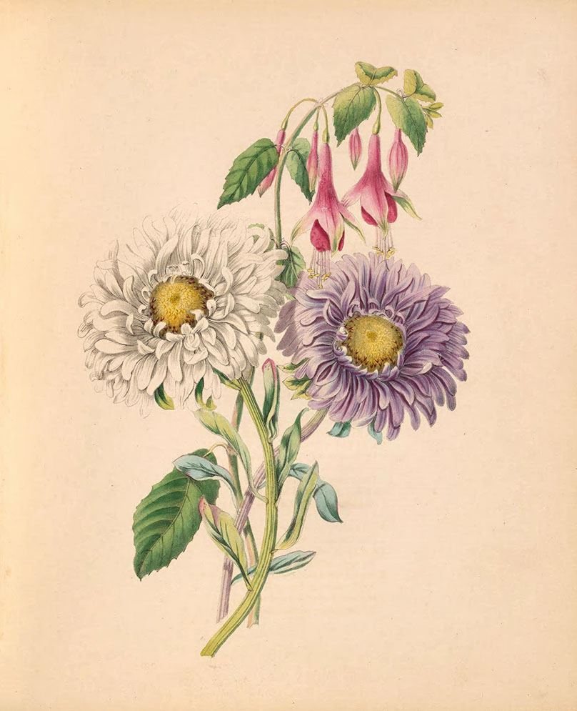 Asters Bouquet