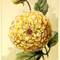 Dahlia Flower