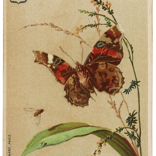 French Butterfly Card