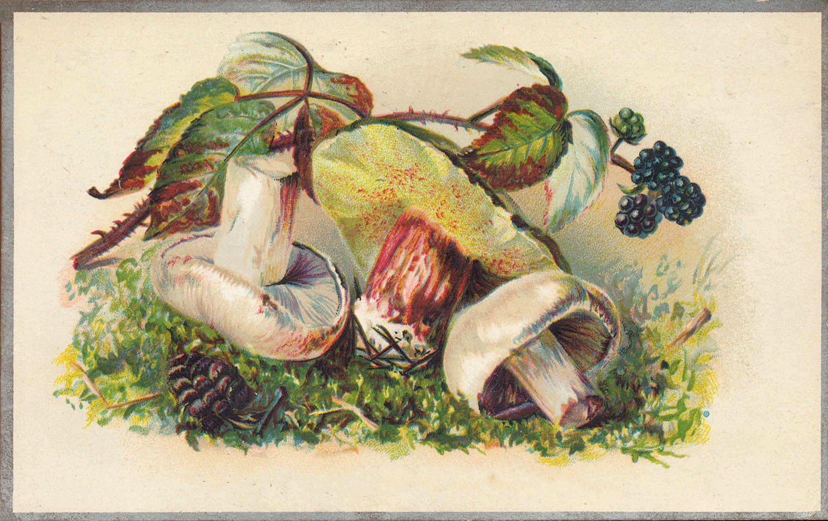 Mushrooms and berries