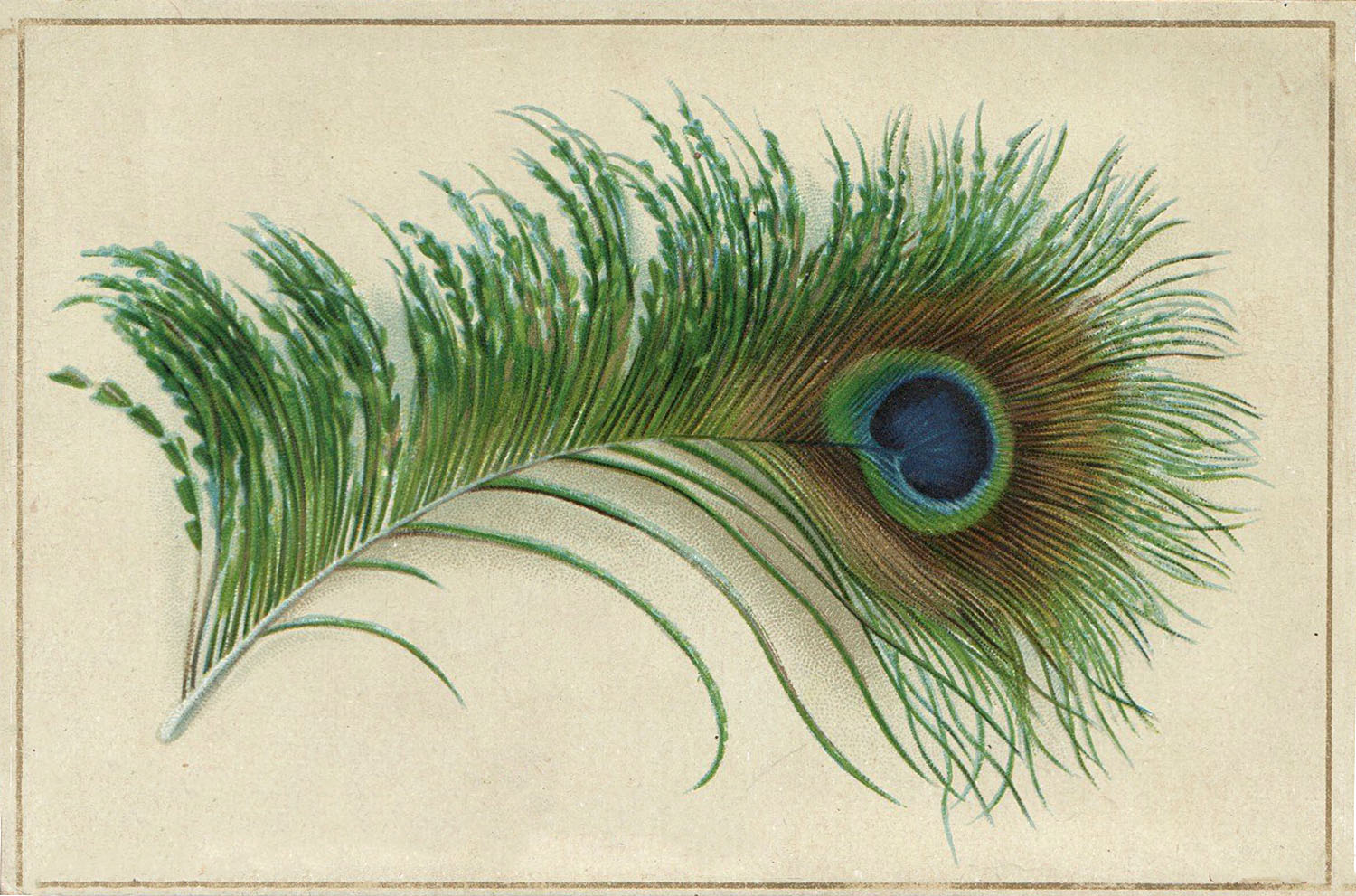 Peacock Feather Card