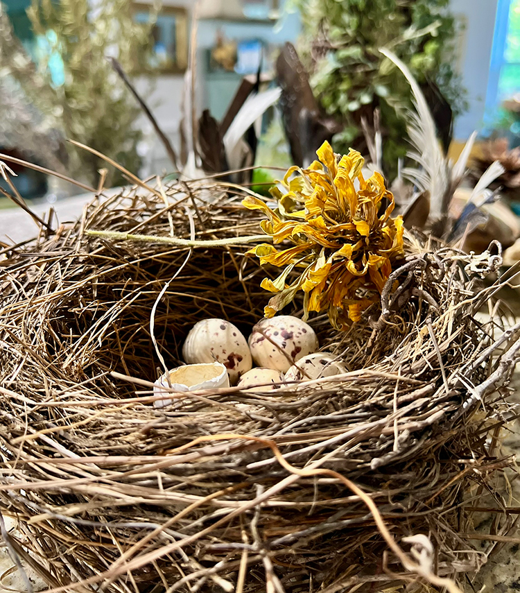 dried flower on bird's nest
