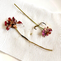Microwave dried zinnia done