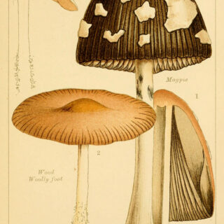 Poisonous Mushrooms