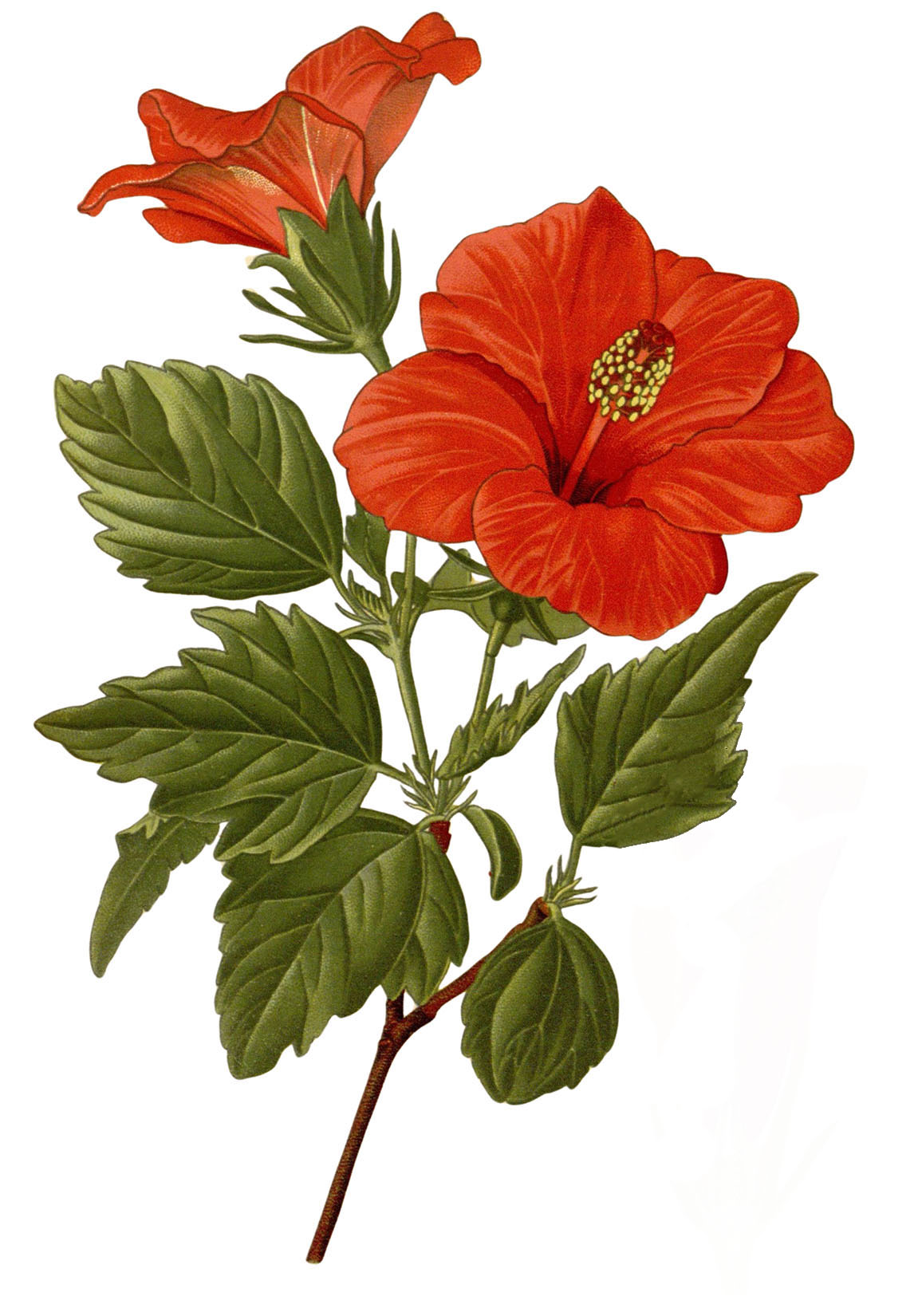 Red Hibiscus Flower