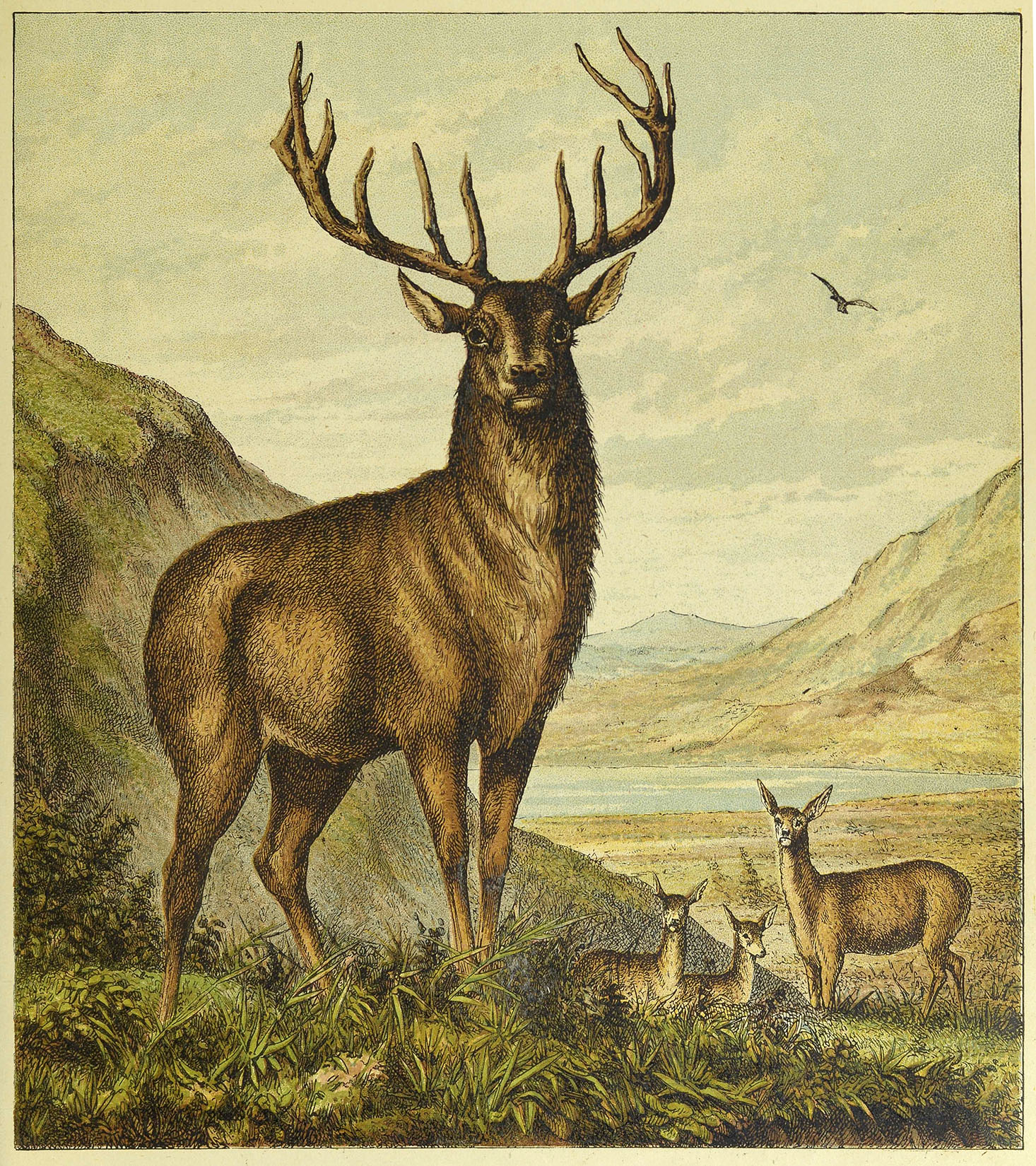 Stag with Family