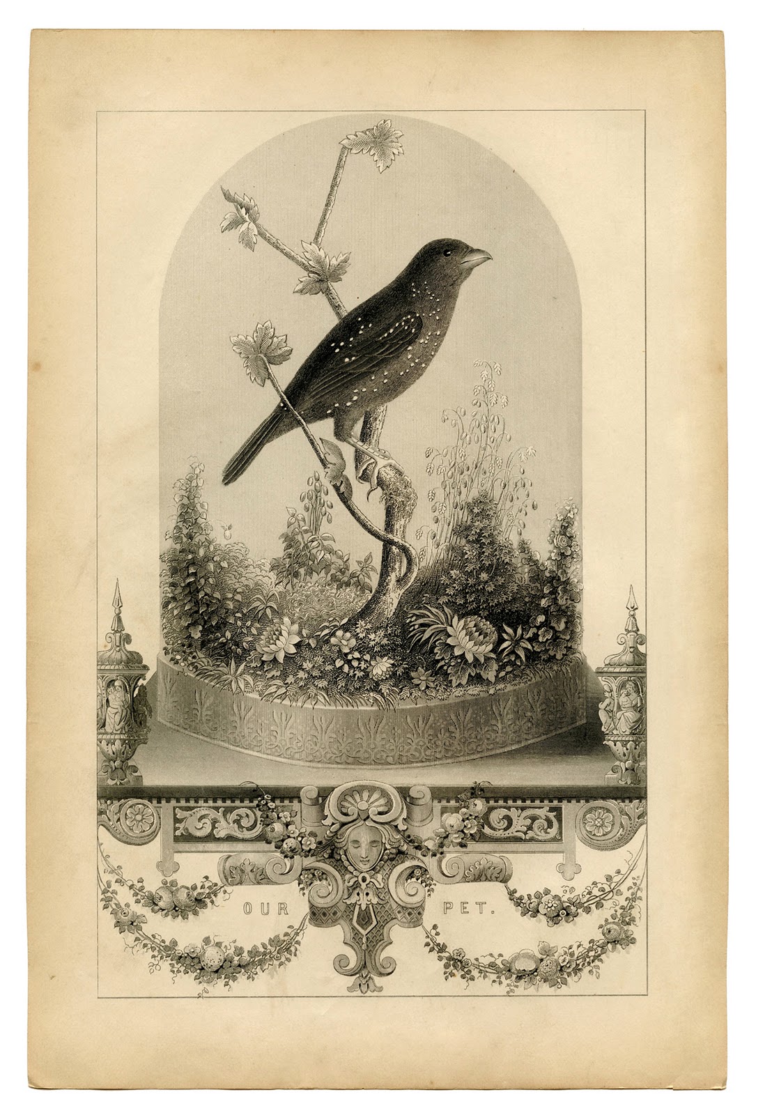 Vintage Printable Breathtakingly Beautiful Bird in 