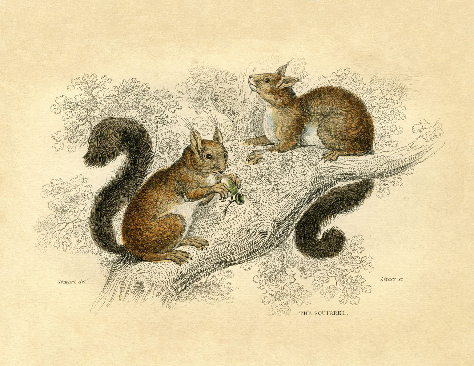 Natural History Instant Art Printable - Squirrels - Fall 