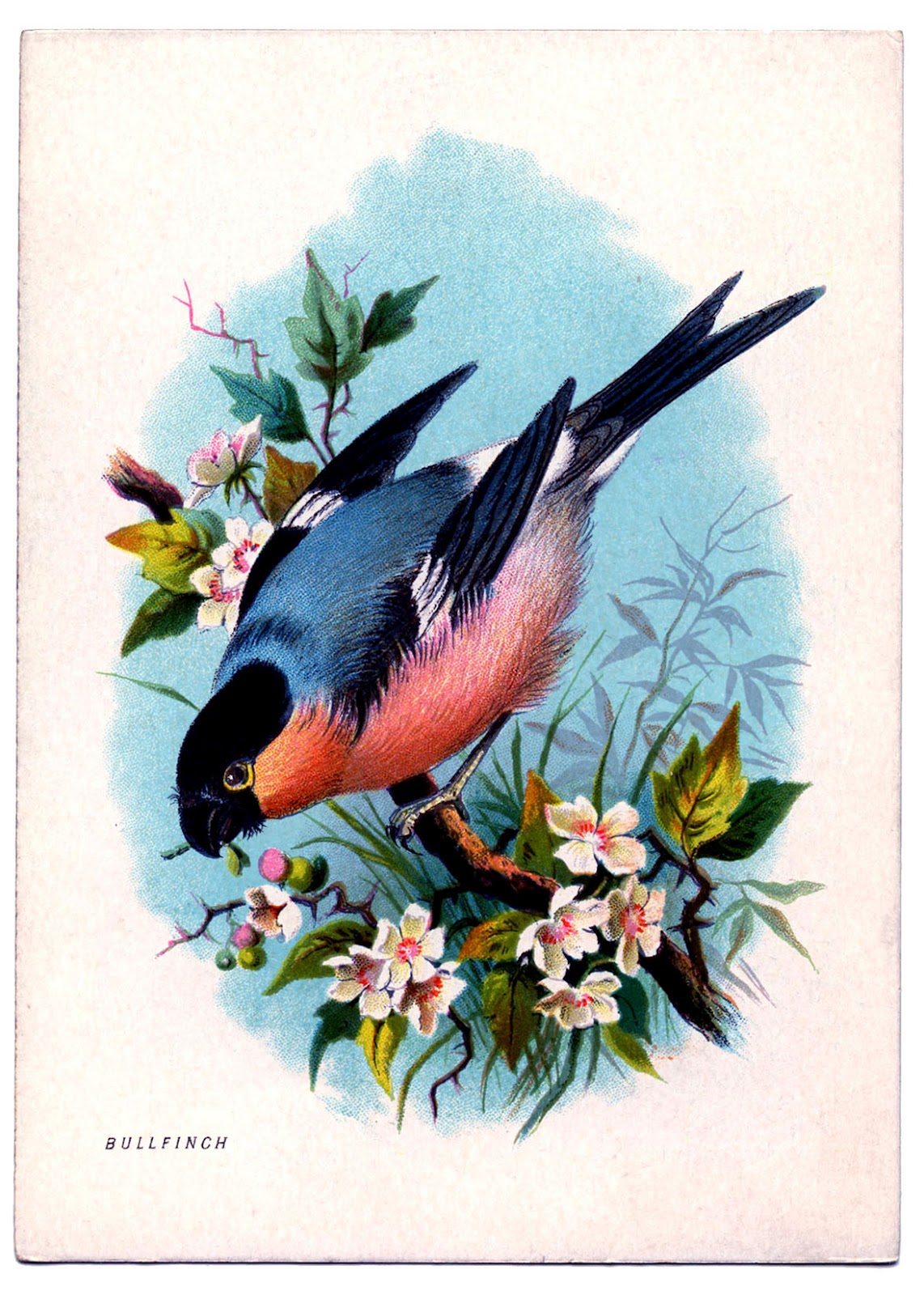 vintage-bird-prints-tyjsergdhj2