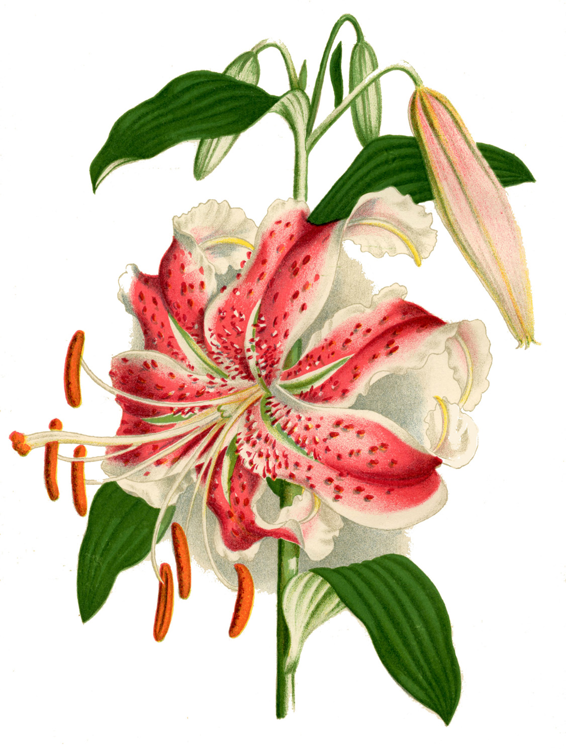 instant-art-printable-botanical-lily-the-graphics-fairy