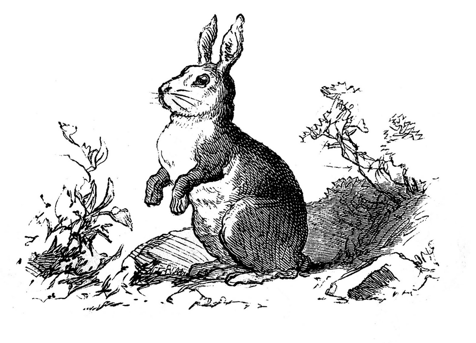 Vintage Clip Art Precious Bunny Engraving The Graphics Fairy